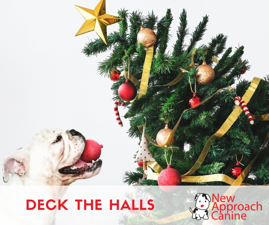 DO YOU HAVE A CHRISTMAS TREE AND A DOG? READ THIS! - New Approach