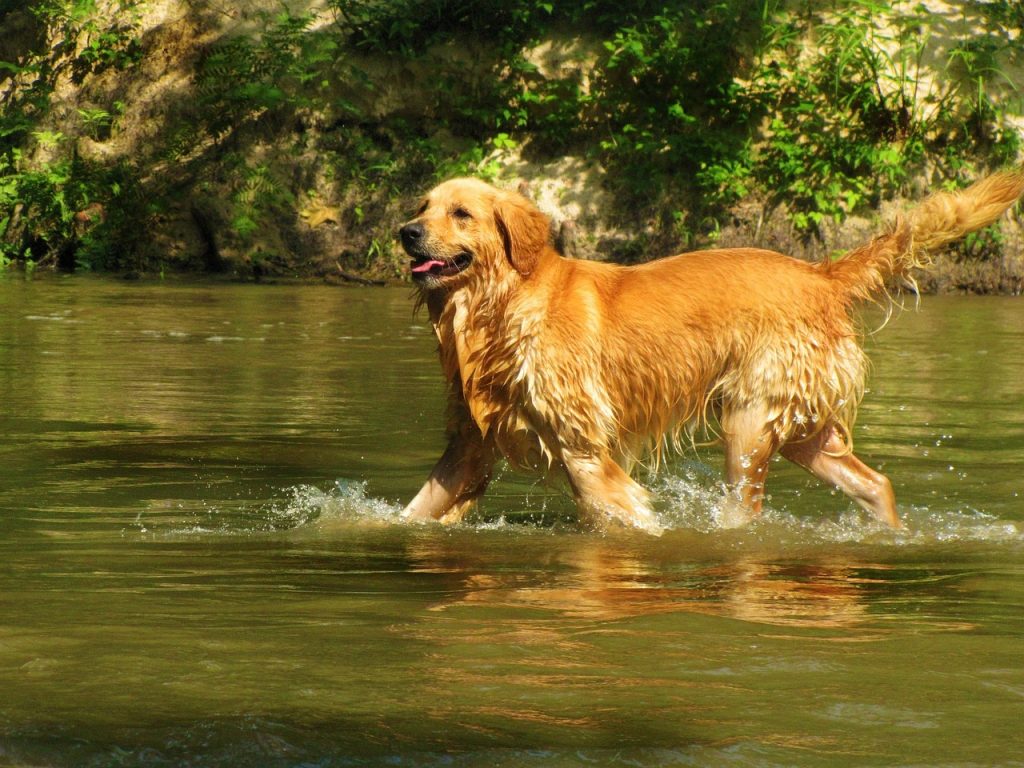 golden retriever, pet, dog-49519.jpg