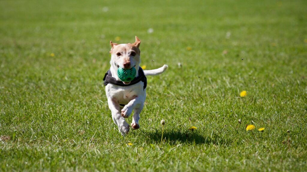 A cute dog joyfully running with a ball in a grassy field, exuding playful energy.