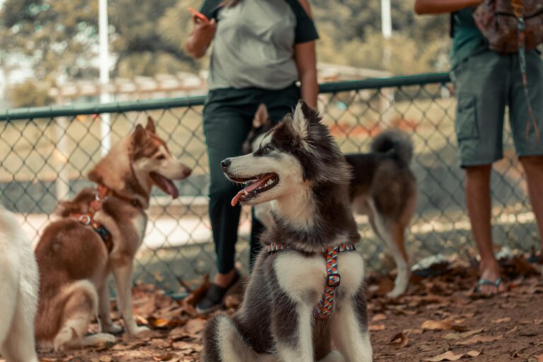 Siberian huskies enjoying a day outdoors with their owners at a dog park.